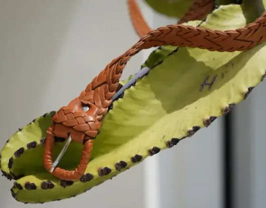 Cintos